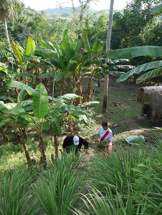Two growers cutting lemongrass among clumps of the grass on a hillside in San Martín, Peru, with banana plants behind.