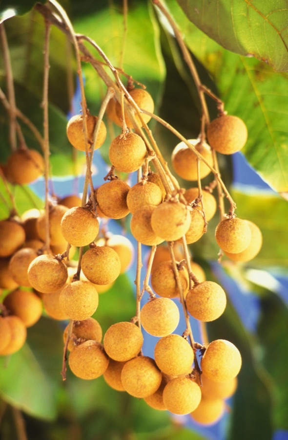 When is the fruit ready?