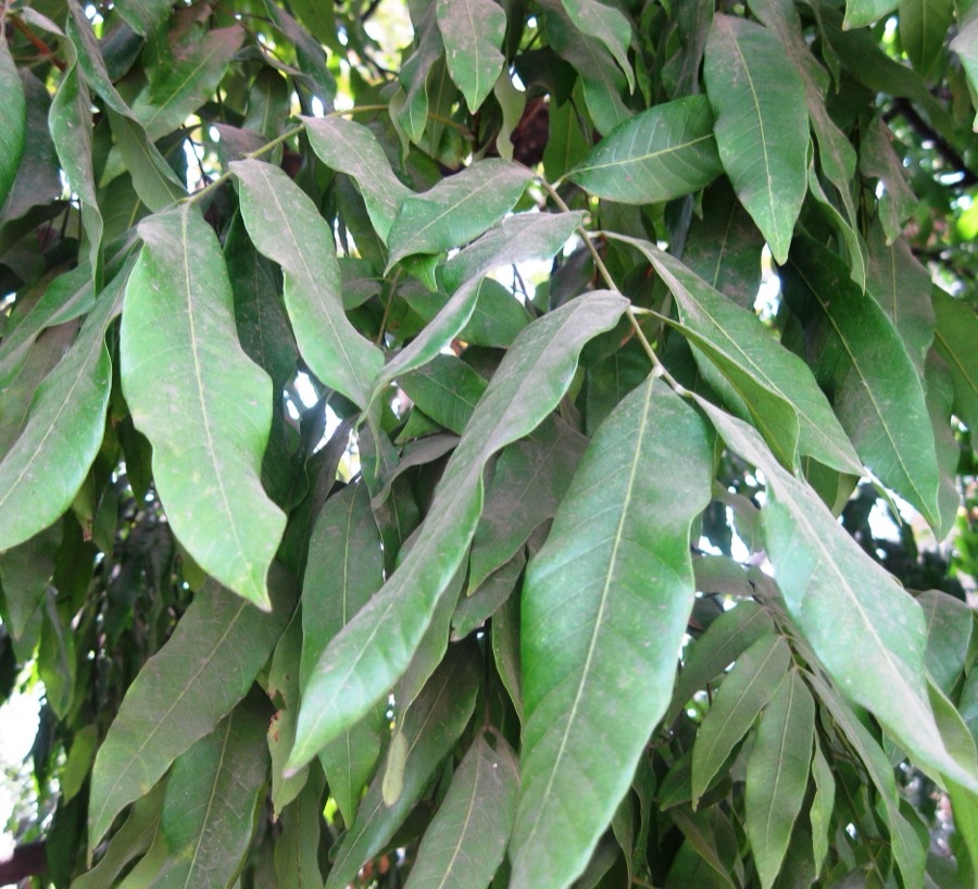 What do the leaves look like?