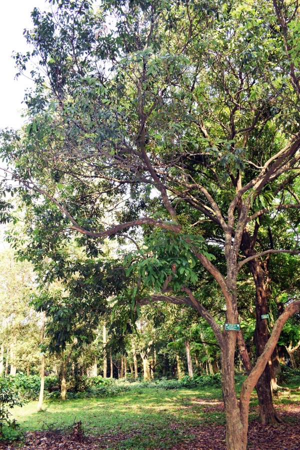 A longan tree with a dense spreading evergreen canopy growing in an orchard.