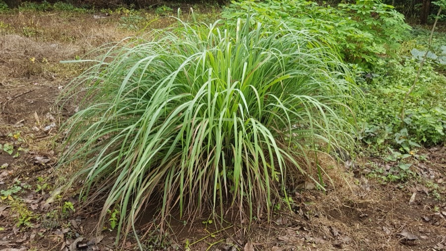 When is a clump ready to cut for the first time?