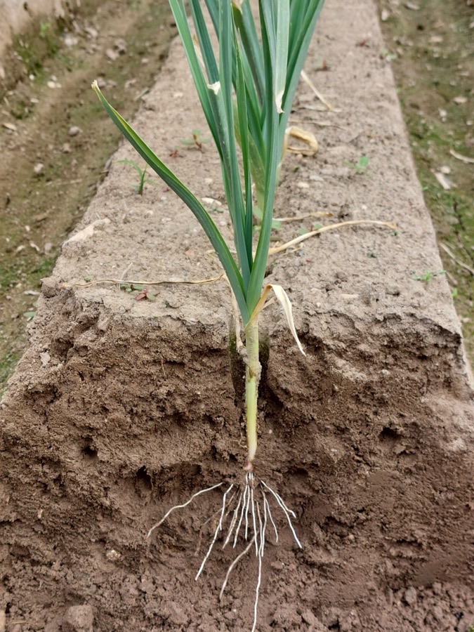 How should a young plant sit in the ground?