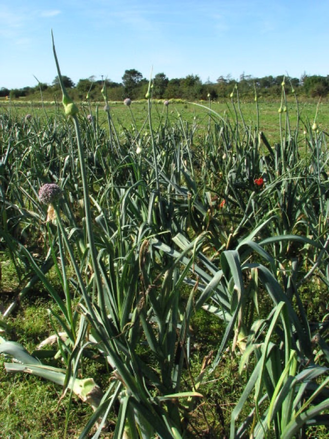 When is the crop ready to lift?