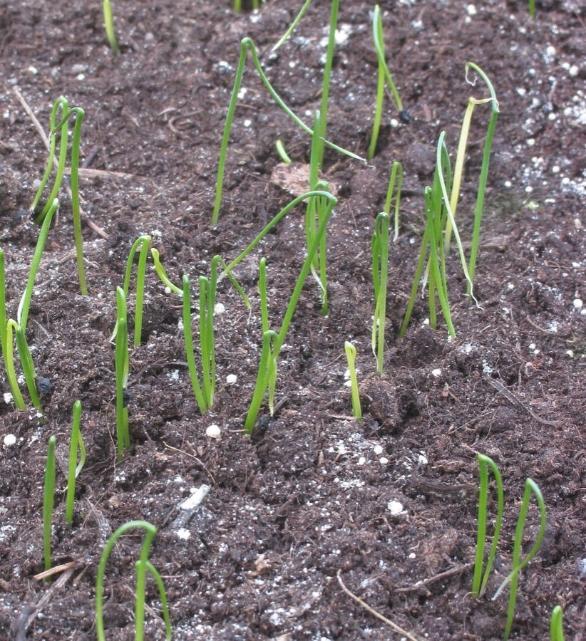 Thin leek seedlings emerging from dark soil, each bent over in a loop before straightening.