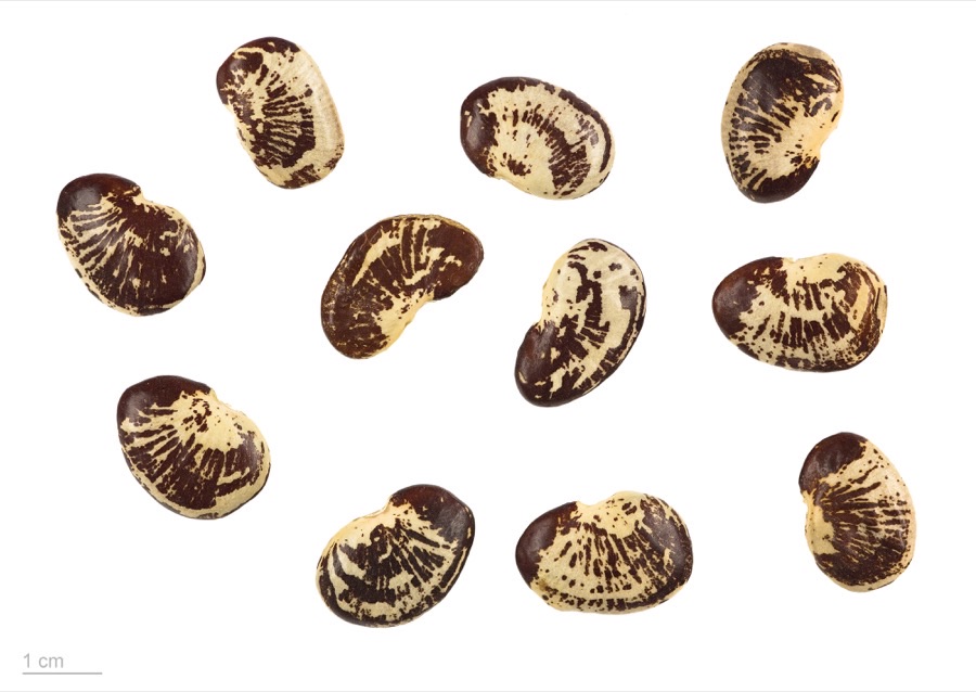 Eleven dry lima bean seeds arranged on a white background with a one centimetre scale bar, flat and curved like half moons, heavily mottled dark brown and cream with fine lines radiating across each seed.