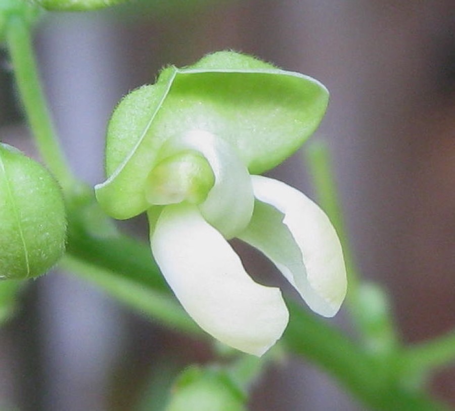 What do the flowers look like on the plant's stems, and when do they matter most?