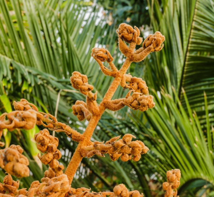 A stiff upright loquat flower cluster covered in rusty brown wool, carrying small pale flowers.