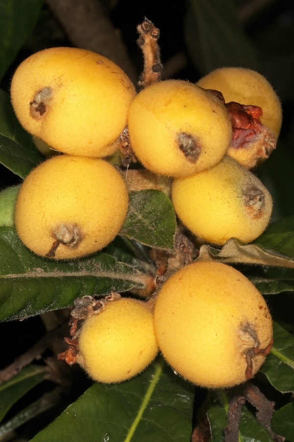 When is the fruit ready to pick?