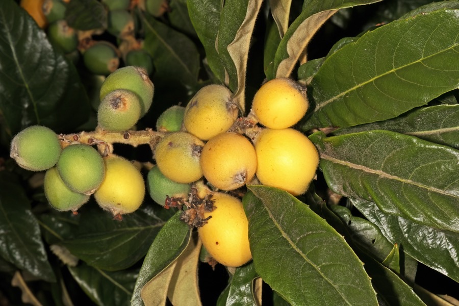 How does the fruit ripen?