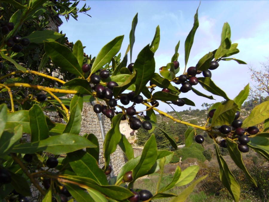 Why do only some of my trees carry berries?