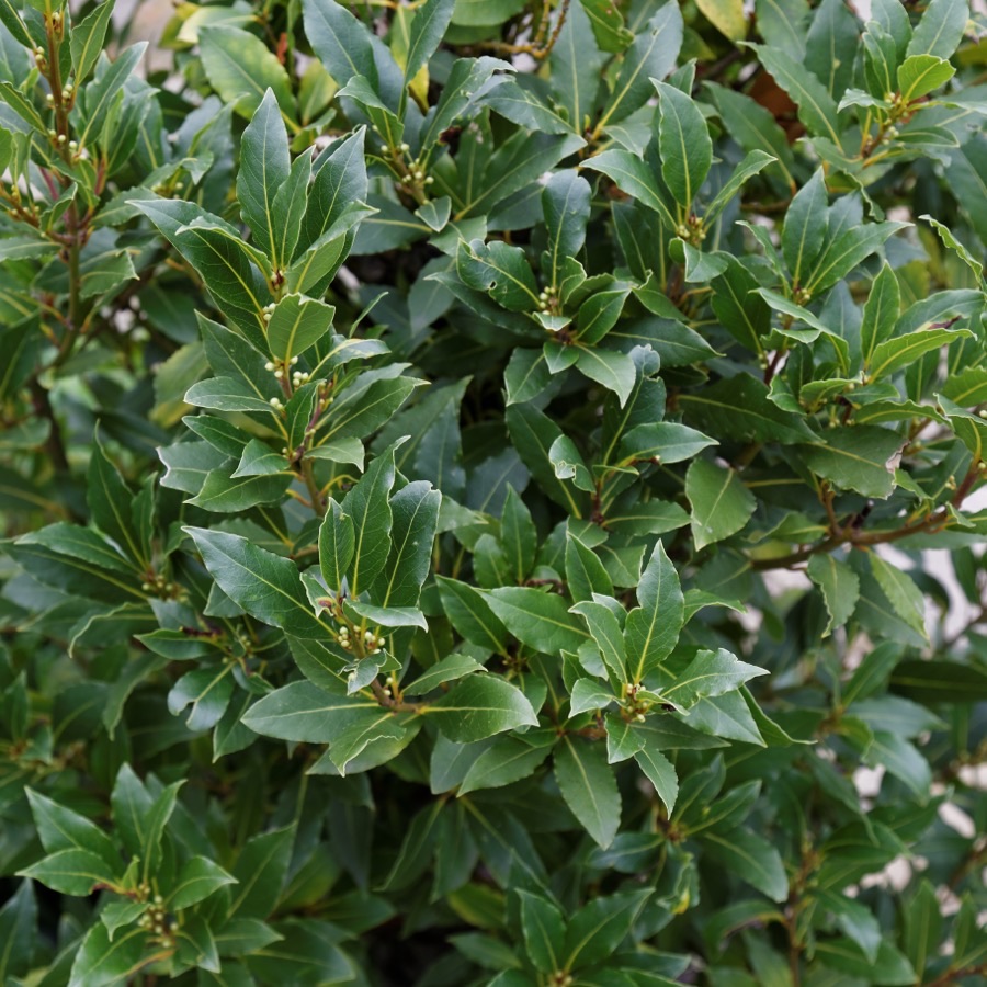 Dense dark glossy bay foliage, each leaf showing one central midrib.