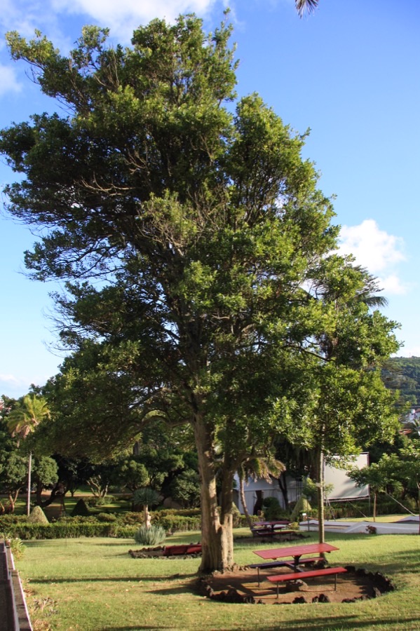 What does the whole tree look like?