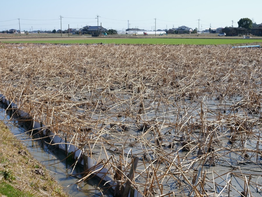 Lotus fields before harvest in Shiroishi, Saga prefecture, Japan, showing large round leaves standing high above shallow flooded basins on stiff stalks.