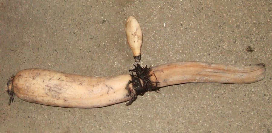 What should the washed rhizome look like before I sell it?