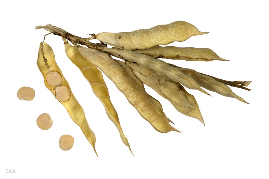 When are these pods ready to harvest?