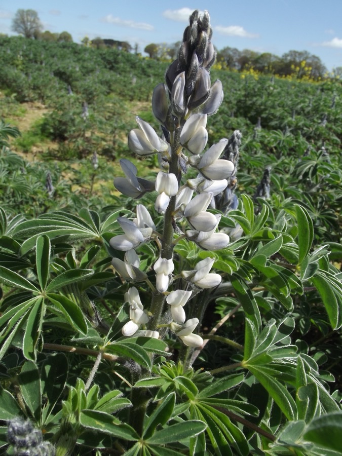 A white lupin in flower in a field, with a tall upright spike of white pea-shaped flowers tinged blue at the top, standing above leaves divided into several rounded leaflets radiating from one point like the fingers of an open hand.
