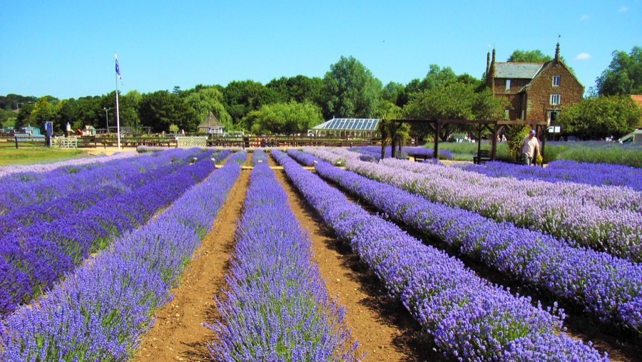 Rows of rounded lavender bushes in full purple flower with bare soil between them.
