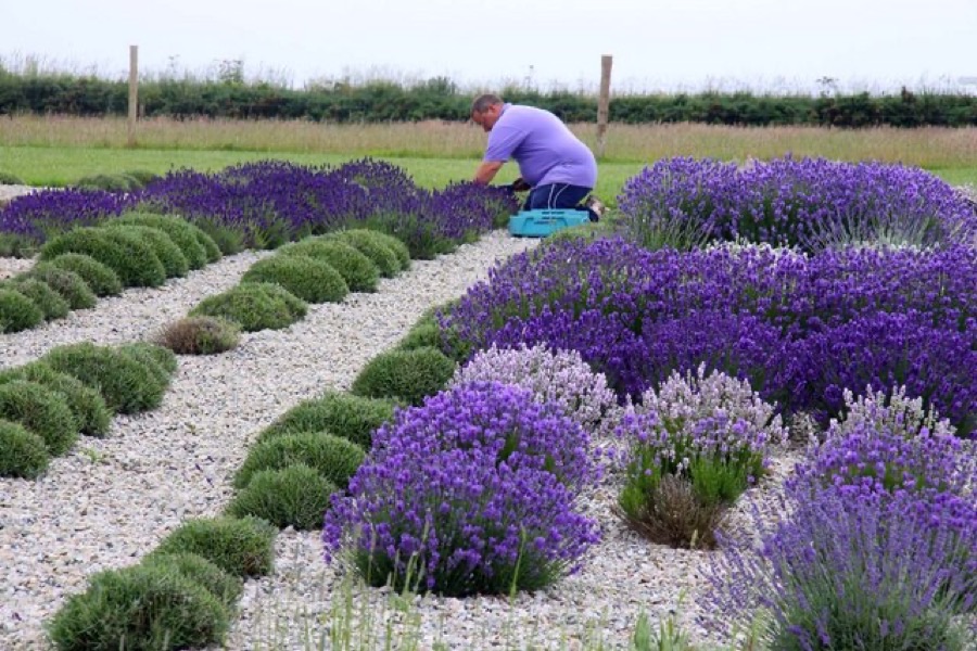 When should the crop be cut?