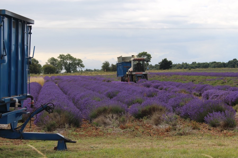 What does harvesting at scale look like?