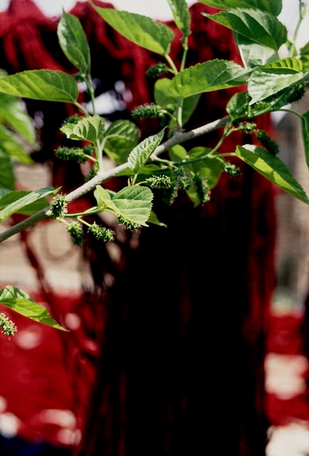 What does the plant look like when it starts growing again?
