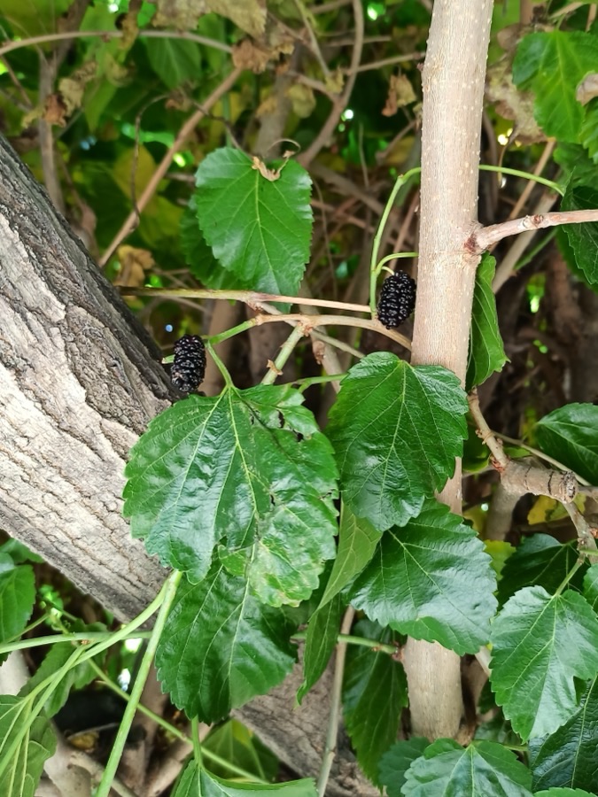 What does mulberry leaf look like?