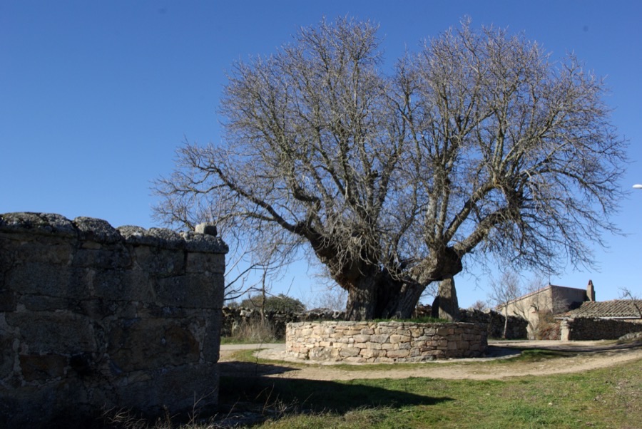 Two very old white mulberry trees standing bare in winter in Cozcurrita, Zamora, Spain, with massive short trunks and heavy knuckled stumps.