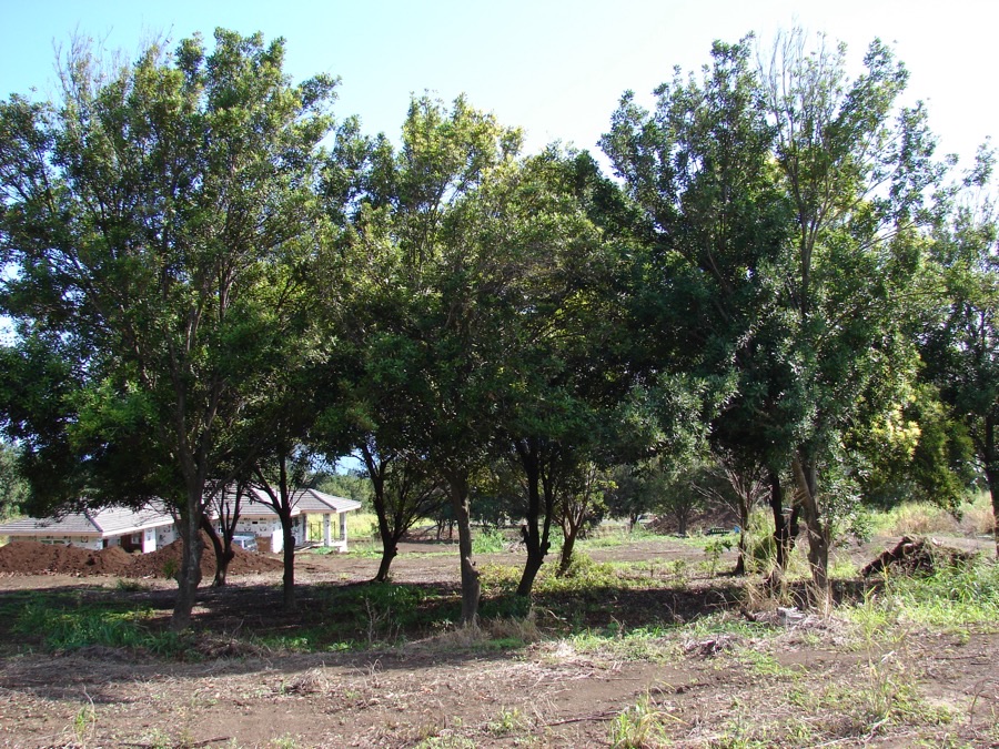 Macadamia trees in an old orchard on Maui, with dense rounded crowns of dark glossy evergreen foliage.