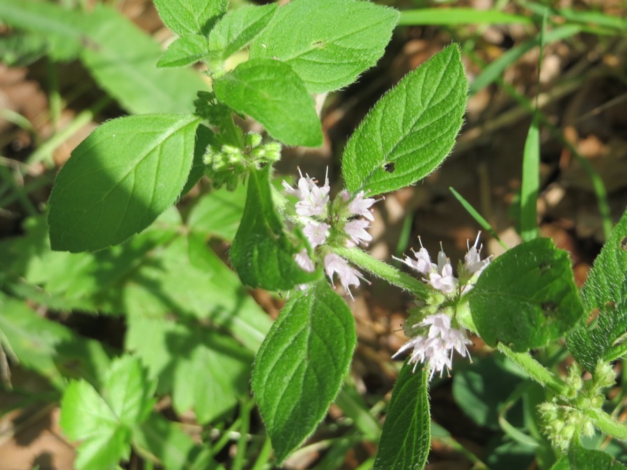 What does the flower look like close up?