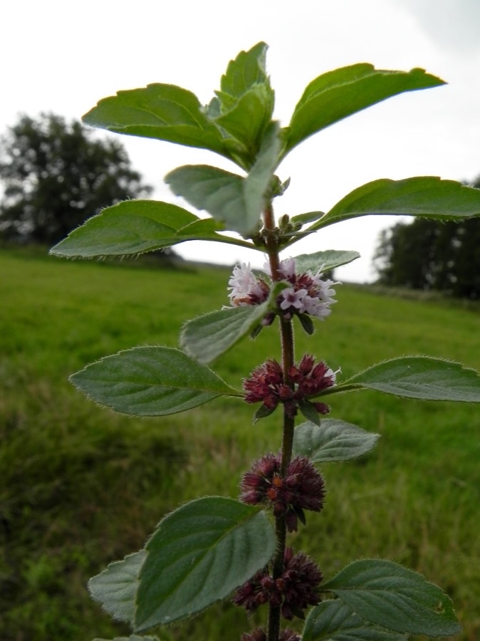 An upright mint plant with pairs of leaves and tight rings of flowers clustered where each pair of leaves joins the stem.