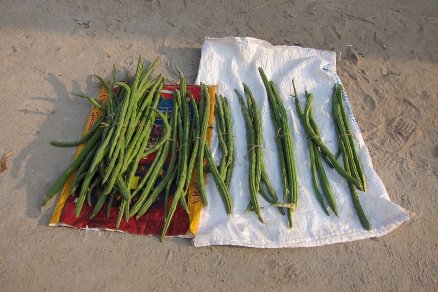 When is a pod ready to pick, and how do I know it is not too late?