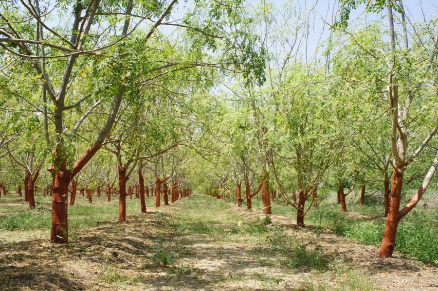 A moringa plantation of low many-branched trees with pale trunks painted red at the base, standing in rows over dry bare soil under a bright sky.