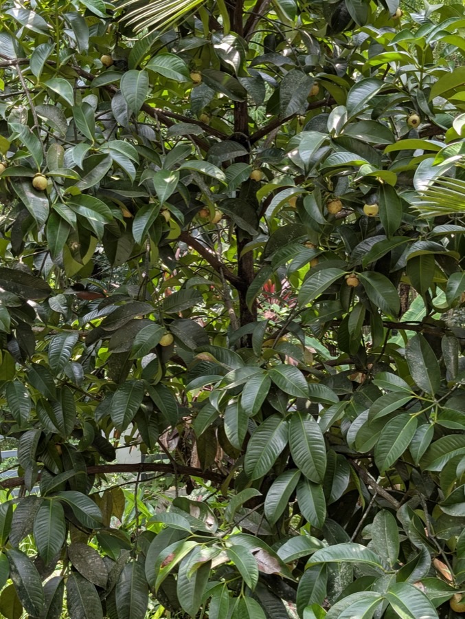 A mangosteen tree with a dense dark evergreen canopy of large glossy leathery leaves.
