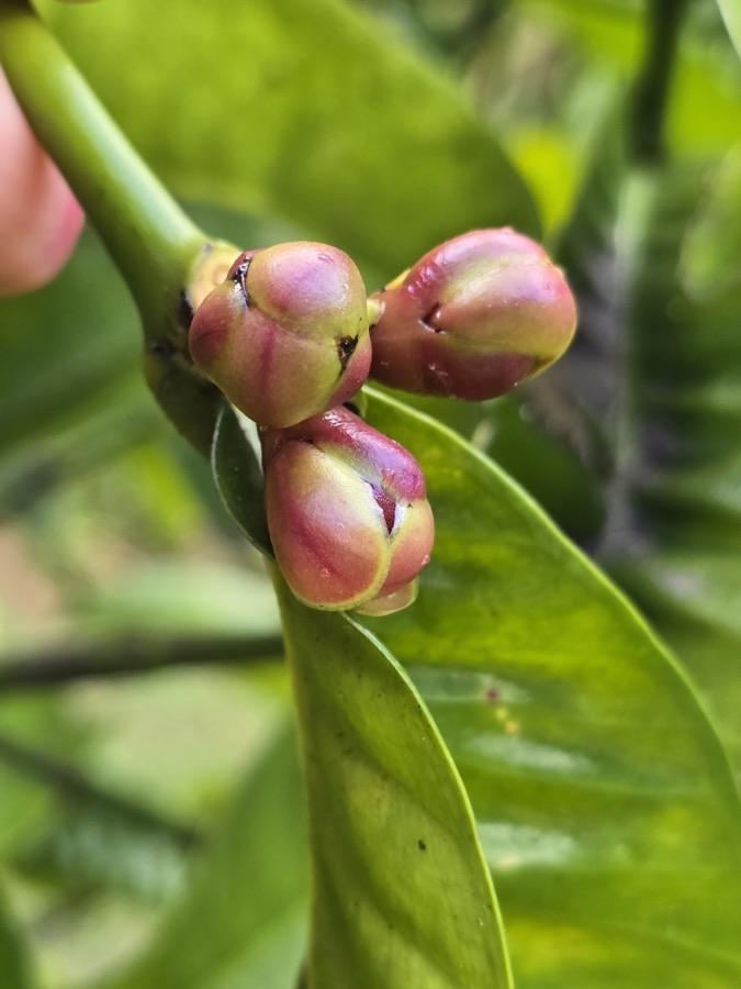 What do the flowers look like?