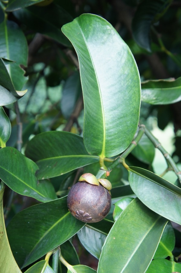 How does the fruit ripen?
