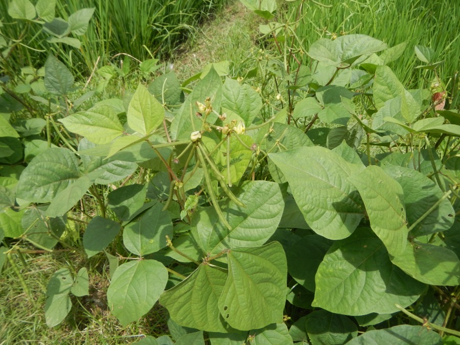 Mung bean plants growing at the edge of a field, low and bushy with broad pointed leaves in threes on long stalks, small pale flowers and slender green pods held on stalks above the foliage.
