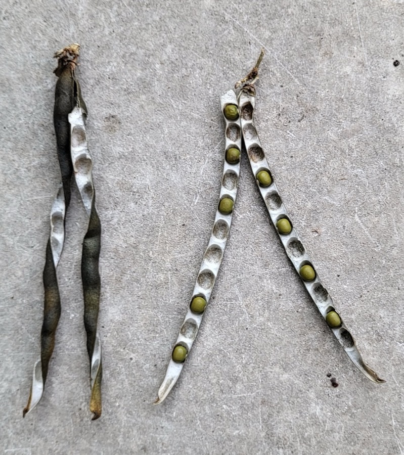 How do I know a pod is ready, and what happens if I leave it?