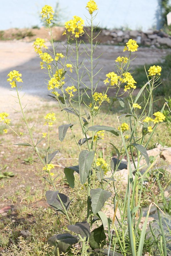 What is this single plant with yellow flowers at the tips and long narrow pods standing out along the stems below them?
