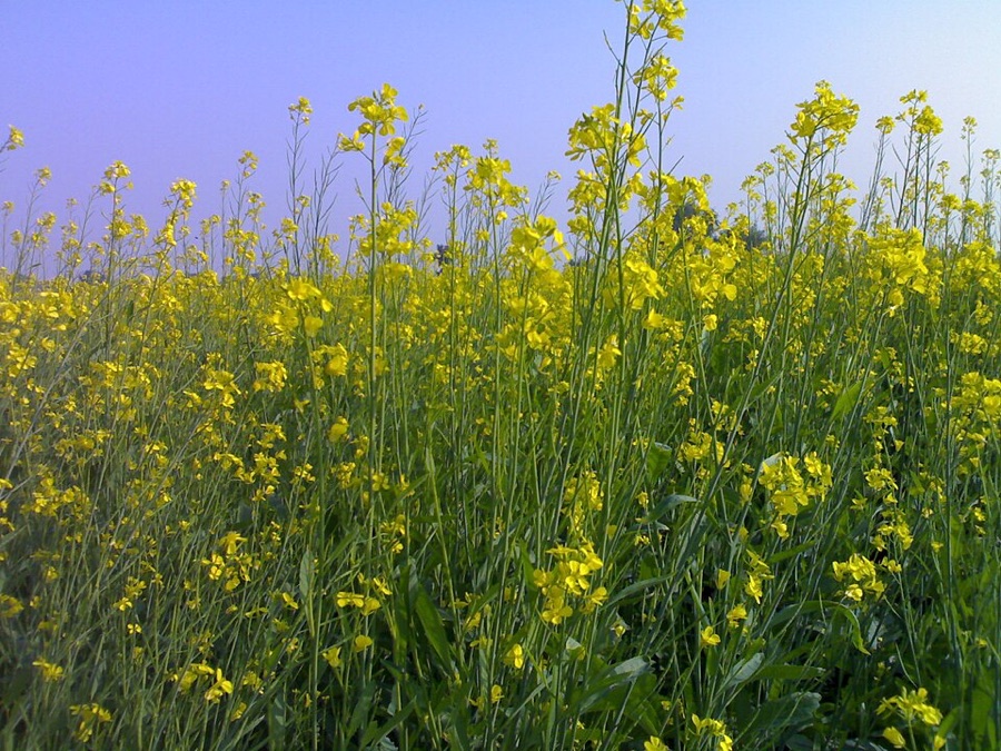 A mustard crop in full flower, thousands of small yellow four-petalled flowers on branching stems against a clear sky.