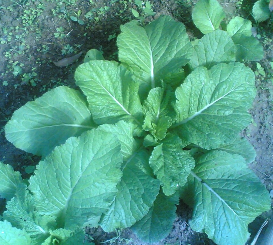 What is this young plant with a rosette of large, broad, crinkled leaves lying close to the ground?