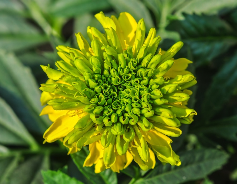What does a flower that is not ready look like?