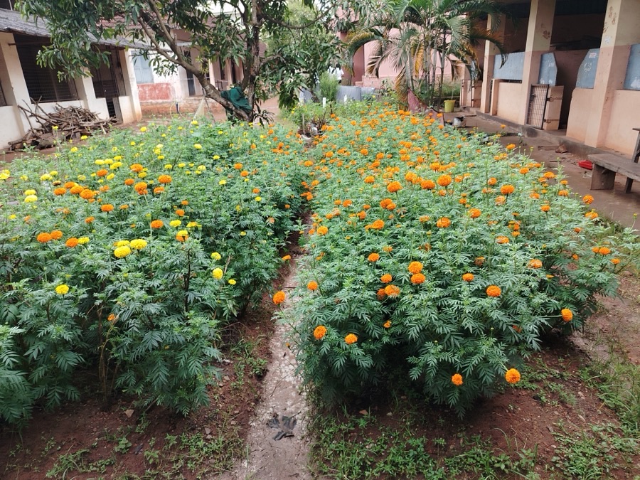Bushy marigold plants with finely divided dark green leaves carrying many orange and yellow flower heads.
