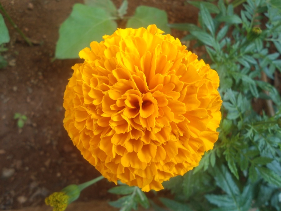 When is a flower ready to pick?