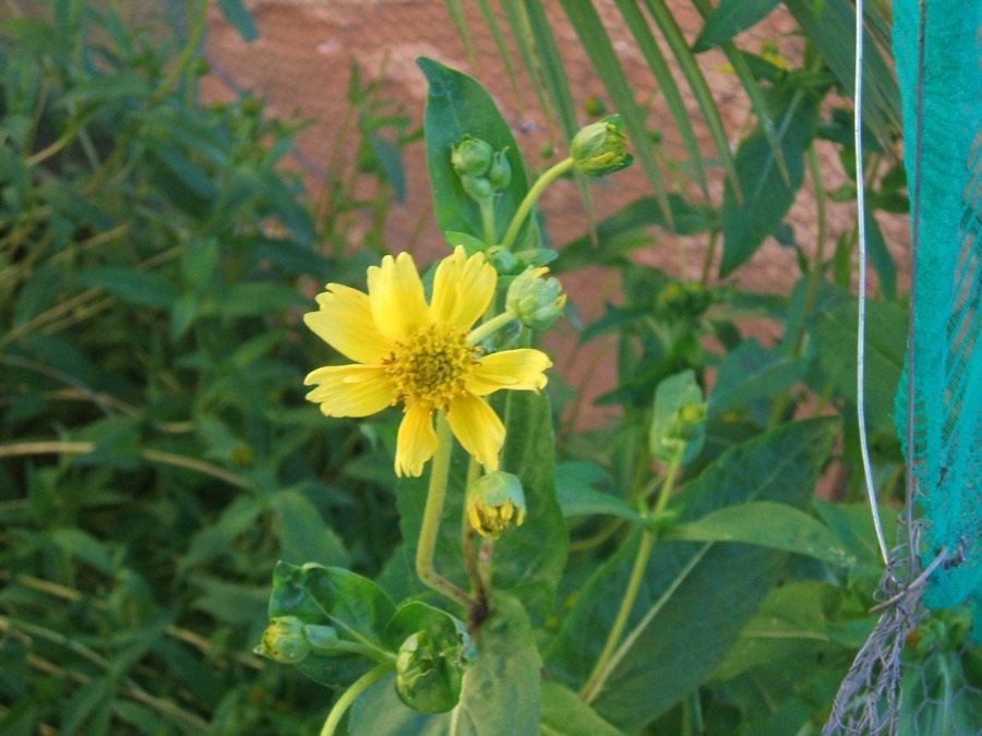 What does the flower head look like up close?