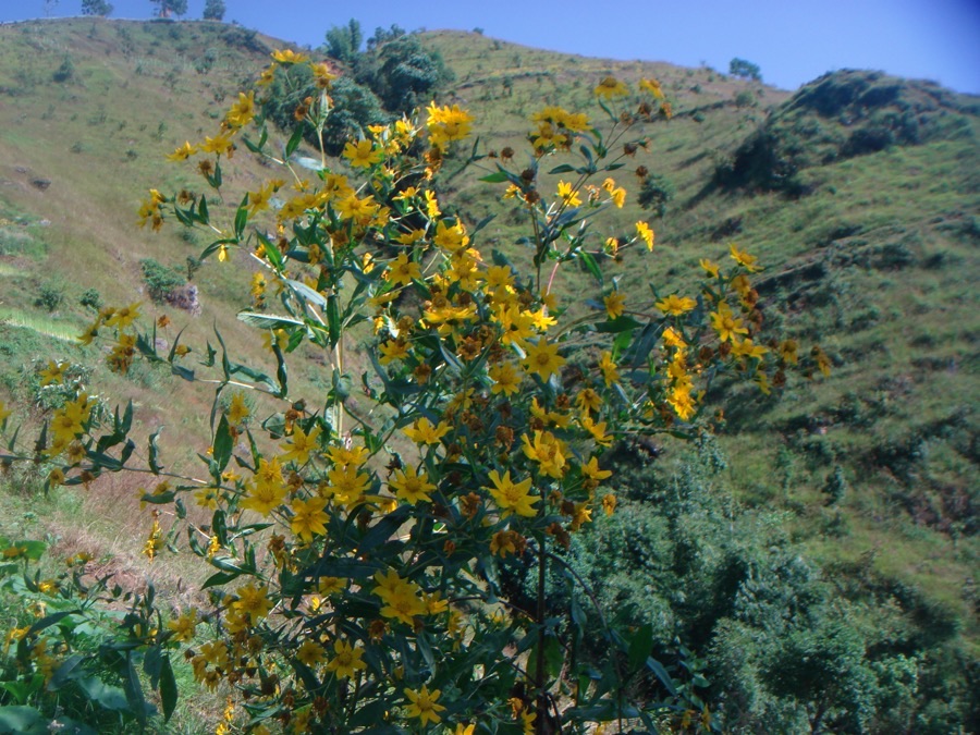A tall branching niger plant covered in small yellow flowers growing on a hillside in Okhaldhunga, Nepal.