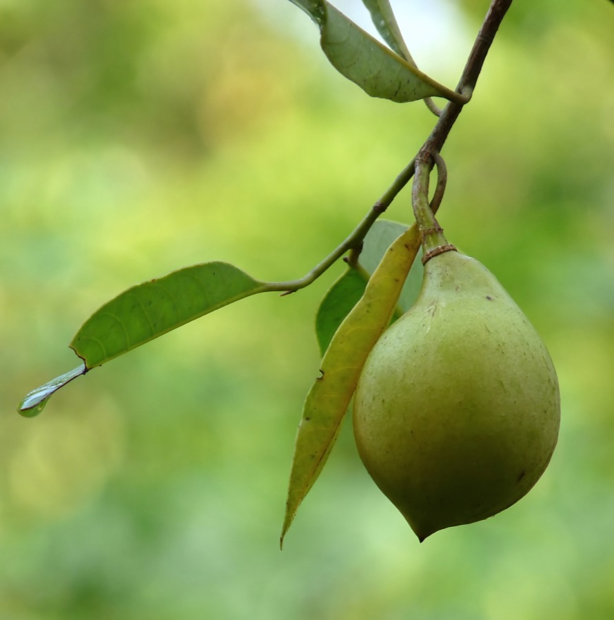 A single pale green nutmeg fruit shaped like a small pear hanging from a twig, with dark glossy pointed leaves around it and a blurred green background, one leaf tip carrying a drop of water.