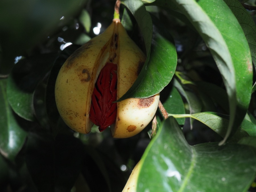 This fruit has split open and there is something bright red inside it. What is it?