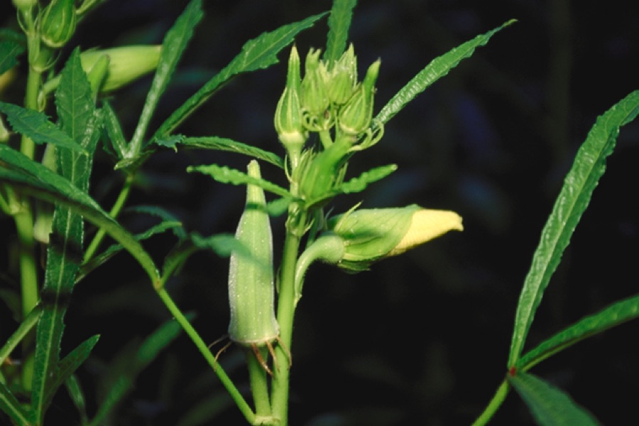 What are these slim ridged green pods with a pointed tip, growing beside a yellow flower that is just opening?
