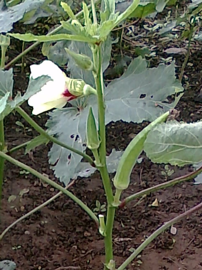 An okra plant with a large cream flower with a dark red centre, and several slim ridged green pods held upright along the main stem.