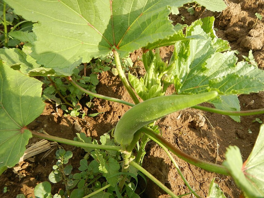 What crop has these large lobed leaves on long stalks, spreading out over bare soil, with a single long green pod among them?