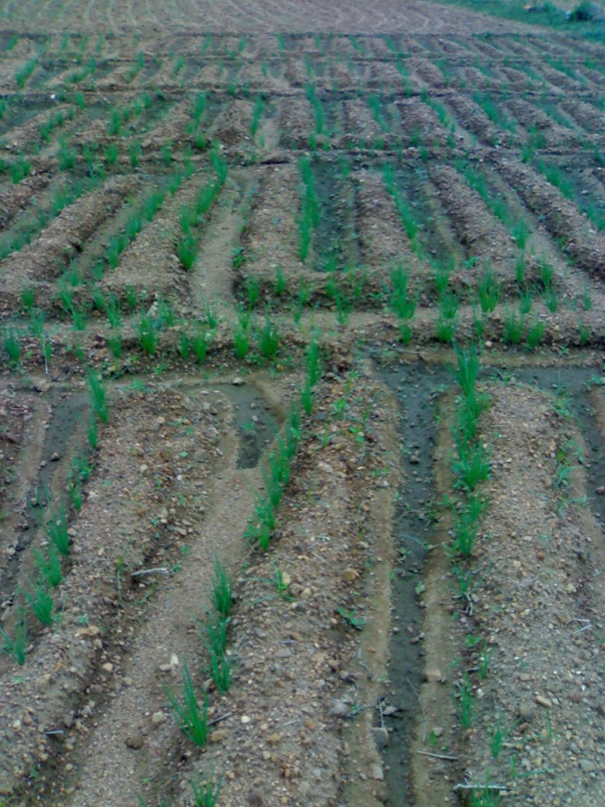 Rows of young onion plants with narrow green leaves emerging from freshly tilled soil in a field.
